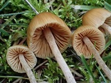 Galerina dimorphocystis image