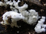 Ceratiomyxa fruticulosa var. fruticulosa image