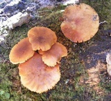 Gymnopilus palmicola image