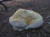 Ganoderma polychromum image