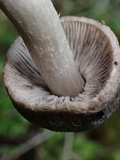 Tricholoma terreum image