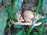 Ganoderma tuberculosum image