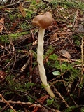 Helvella elastica image