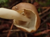 Helvella elastica image
