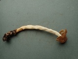Helvella elastica image