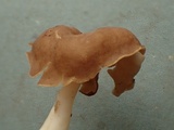 Helvella elastica image