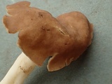 Helvella elastica image