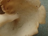 Helvella elastica image