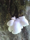 Pleurotus djamor image