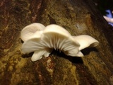 Pleurotus djamor image