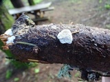 Tyromyces chioneus image