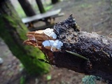 Tyromyces chioneus image