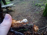 Tyromyces chioneus image
