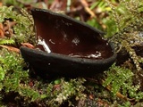 Pseudoplectania melaena image