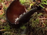 Pseudoplectania melaena image