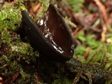Pseudoplectania melaena image