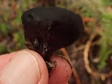 Pseudoplectania melaena image
