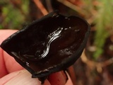 Pseudoplectania melaena image