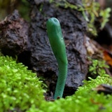 Microglossum viride image