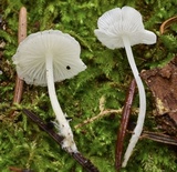 Hemimycena pseudolactea image