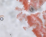 Hemimycena pseudolactea image