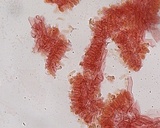Hemimycena pseudolactea image