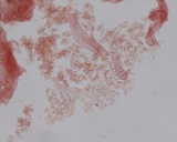 Hemimycena pseudolactea image