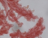 Hemimycena pseudolactea image