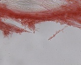 Hemimycena pseudolactea image