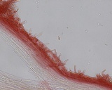 Hemimycena pseudolactea image