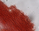 Hemimycena pseudolactea image