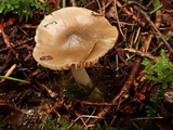 Hygrophorus subaromaticus image