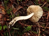 Hygrophorus subaromaticus image