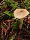 Hygrophorus subaromaticus image
