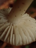 Hygrophorus subaromaticus image