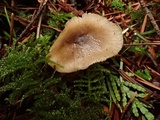 Hygrophorus subaromaticus image