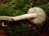 Hygrophorus subaromaticus image