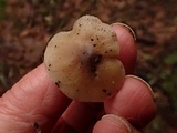 Hygrophorus subaromaticus image