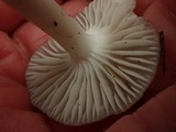 Hygrophorus subaromaticus image