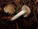 Hygrophorus subaromaticus image