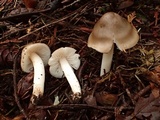 Hygrophorus subaromaticus image