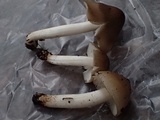 Hygrophorus subaromaticus image