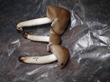 Hygrophorus subaromaticus image