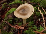 Hygrophorus subaromaticus image