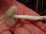 Hygrophorus subaromaticus image
