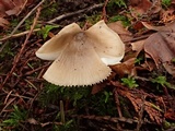 Hygrophorus subaromaticus image