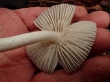 Hygrophorus subaromaticus image