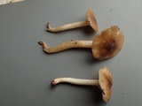 Hygrophorus subaromaticus image