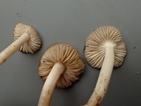 Hygrophorus subaromaticus image