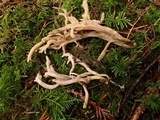 Clavulina cinerea image
